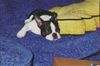 Boston Terrier Hund