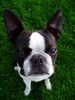 Boston Terrier Hund