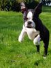 Boston Terrier Hund