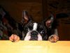 Boston Terrier Hund