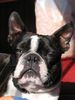 Boston Terrier Hund