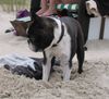 Boston Terrier Hund