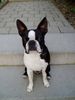 Boston Terrier Hund