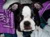 Boston Terrier Hund