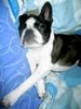 Boston Terrier Hund