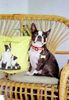 Boston Terrier Hund