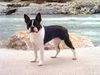 Boston Terrier Hund