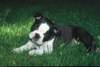 Boston Terrier Hund