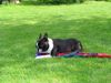 Boston Terrier Hund