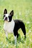 Boston Terrier Hund