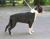 Boston Terrier Hund