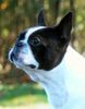 Boston Terrier Hund