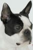 Boston Terrier Hund