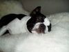 Boston Terrier Hund