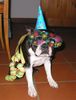 Boston Terrier Hund