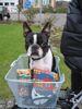 Boston Terrier Hund