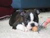 Boston Terrier Hund