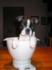 Boston Terrier Hund