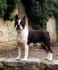 Boston Terrier Hund