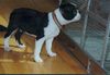 Boston Terrier Hund