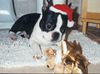 Boston Terrier Hund