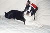 Boston Terrier Hund