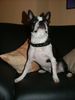 Boston Terrier Hund