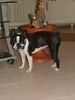 Boston Terrier Hund