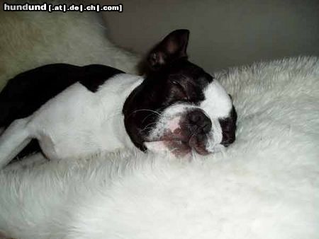 Boston Terrier schnarch...Zzzz...