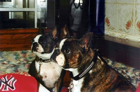 Boston Terrier Shirley und Gipsy warten sehnsüchtig auf den Kellner...