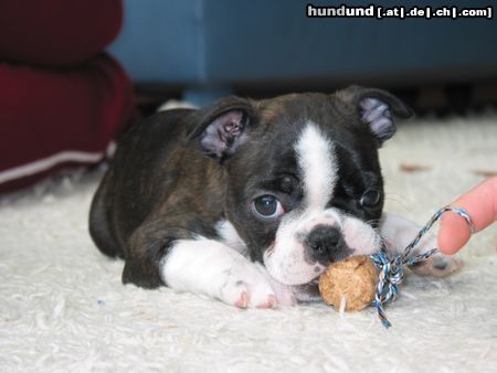 Boston Terrier Anthony of White Hunter´s Lodge hat seinen Wohnsitz in die Schweiz verlegt 