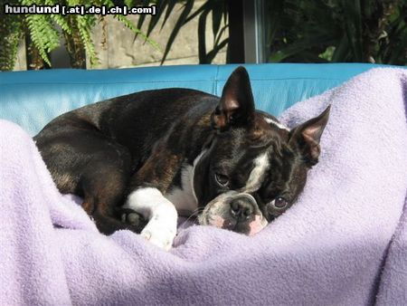 Boston Terrier Happy Birthday für Toni zum 1.Geburtstag