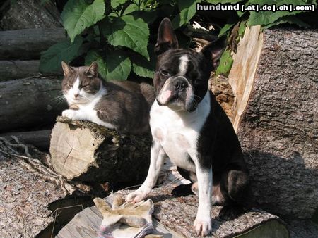 Boston Terrier Toni mit seinem Freund Muck