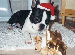 Boston Terrier