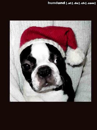 Boston Terrier Ich wünsche euch eine schöne Weihnachtszeit!