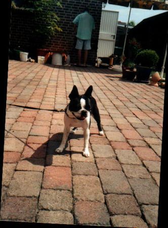 Boston Terrier Nancy Oranjelust vom hengstbachtal