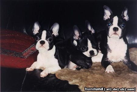 Boston Terrier Welpen:-14.10.2003 geboren