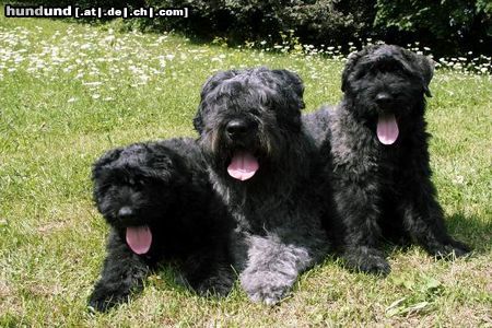 Bouvier des Flandres Kiara mit zwei ihrer Welpen. Zwinger v. Ambratal