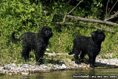 Bouvier des Flandres Ayscha u.Aros, Supersommer 2003