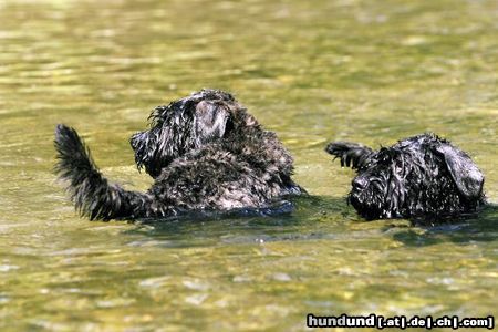 Bouvier des Flandres Ayscha u. Aros v.Amratal auf Tauchstation. 