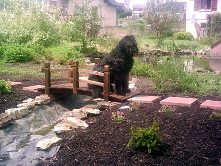 Bouvier des Flandres Fee von Haus Löstertal unsere siebenjährige Bouvierdame