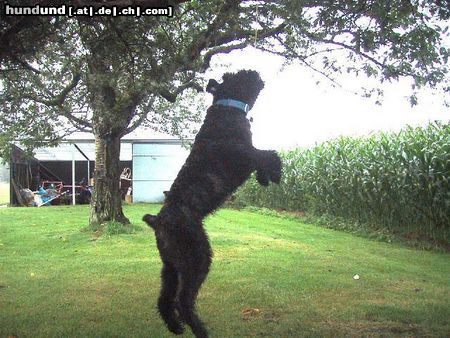 Bouvier des Flandres