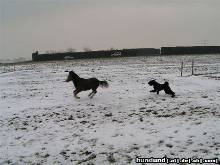 Bouvier des Flandres boef en Misty