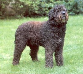 Bouvier des Flandres