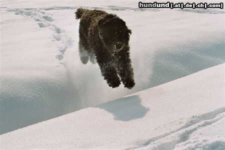 Bouvier des Flandres Ivory von der Easy,  Hündin 4 Jahre, März 2005