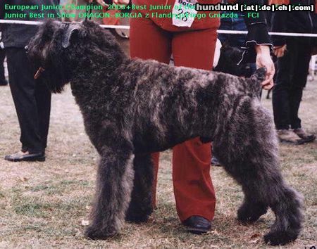 Bouvier des Flandres European Junior Champion DRAGON - BORGIA z Flandryjskiego Gniazda - FCI