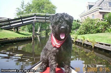 Bouvier des Flandres