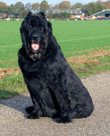 Bouvier des Flandres Nero 