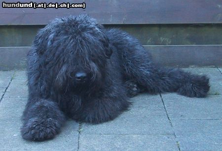 Bouvier des Flandres