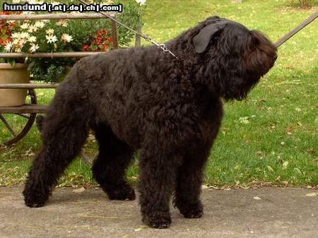 Bouvier des Flandres VDH Champion Ashley-Szina von der Höh